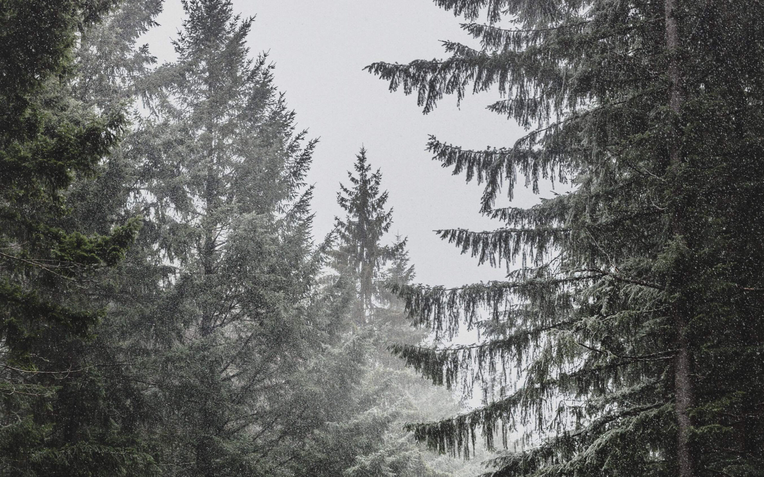 filip-zrnzevic-i3nTy4JcLpY-unsplash